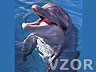 Delfínek, Zvířátka - Tapety na mobil - Ikonka