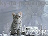 Kočička ve sněhu, Tapety na mobil