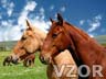 koně, Koně - Zvířátka na mobil - Ikonka