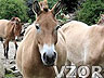 Kůň, Koně - Zvířátka na mobil - Ikonka
