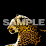 Leopard, Zvířátka - Tapety na mobil - Ikonka