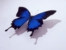 Modrý motýl, Zvířátka - Tapety na mobil - Ikonka
