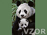Panda a mládě, Zvířátka - Tapety na mobil - Ikonka