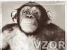 Portrét šimpanze, Zvířátka - Tapety na mobil - Ikonka