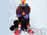 Pes oblečený jako klaun, Psi - Zvířátka na mobil - Ikonka