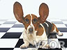 Pes s velkýma ušima, Psi - Zvířátka na mobil - Ikonka